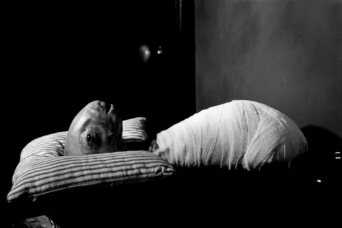 Towner Cine Club: Eraserhead